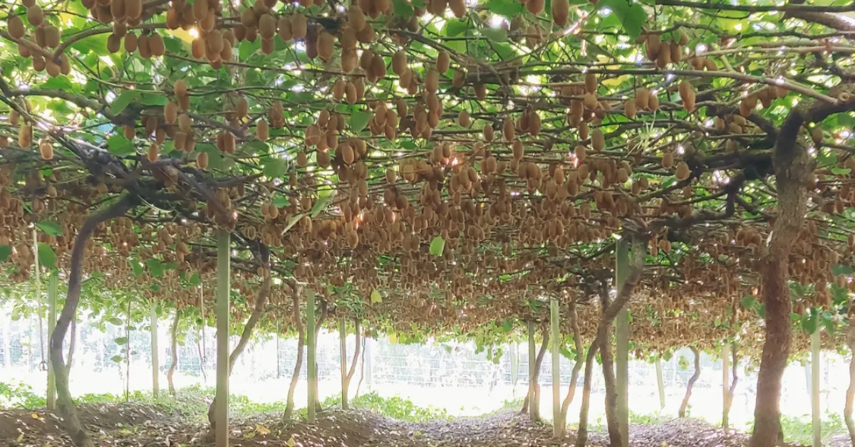 4 Lugares Próximos de Curitiba para Colher Frutas Direto do Pé