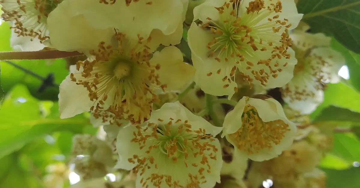 Próximo de Curitiba existe um jardim branco: a Florada do Kiwi que você precisa ver