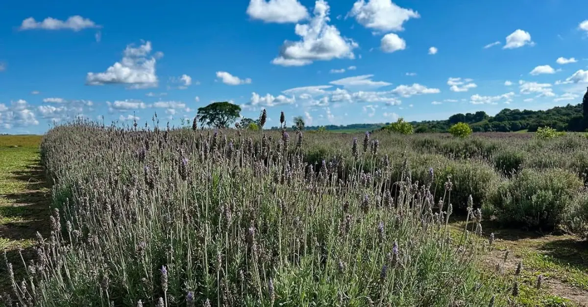 O Segredo Perfumado a 50 minutos de Curitiba: o Lavandário que Poucos Conhecem