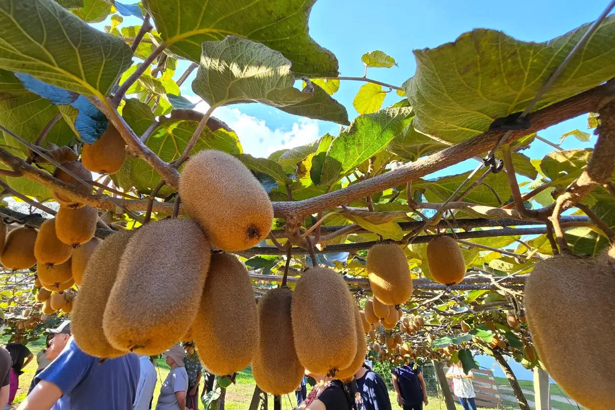 Chácara Kiwi da Serra Plantação de Kiwi