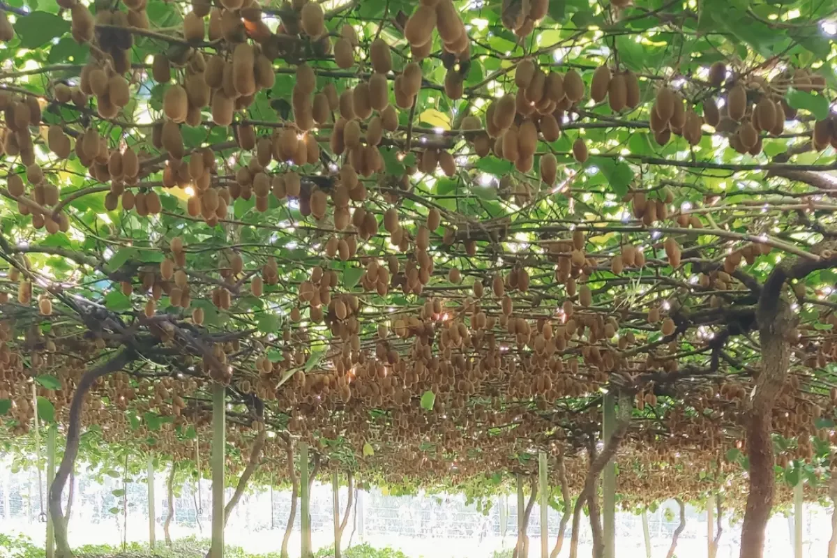 Chácara Kiwi da Serra