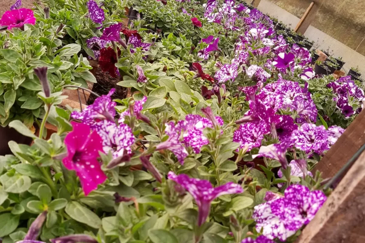 chacara-das-flores-familia-waenga