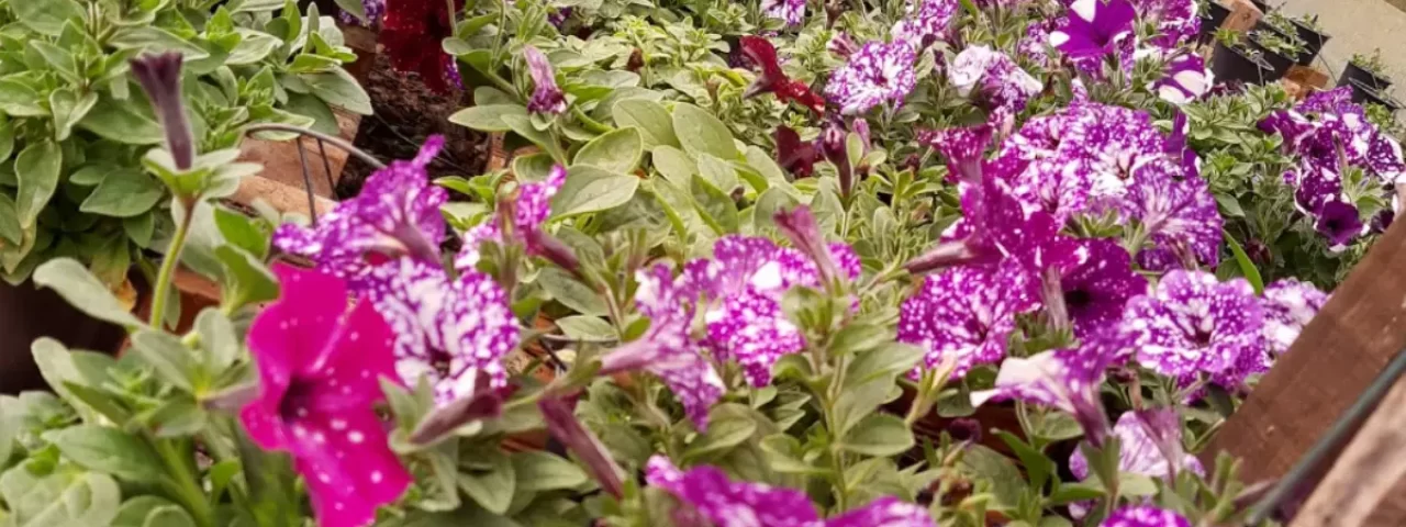 chacara-das-flores-familia-waenga