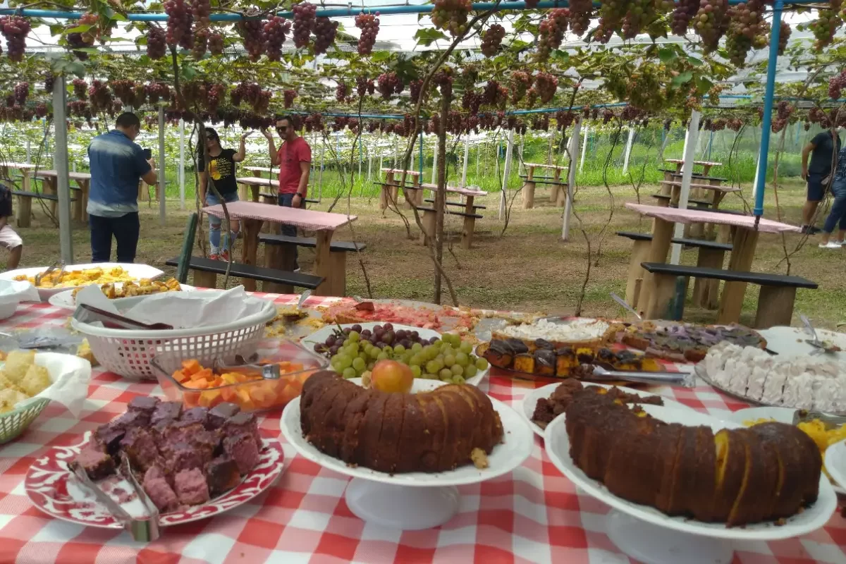 chacara-do-tavinho-cafe-no-parreiral