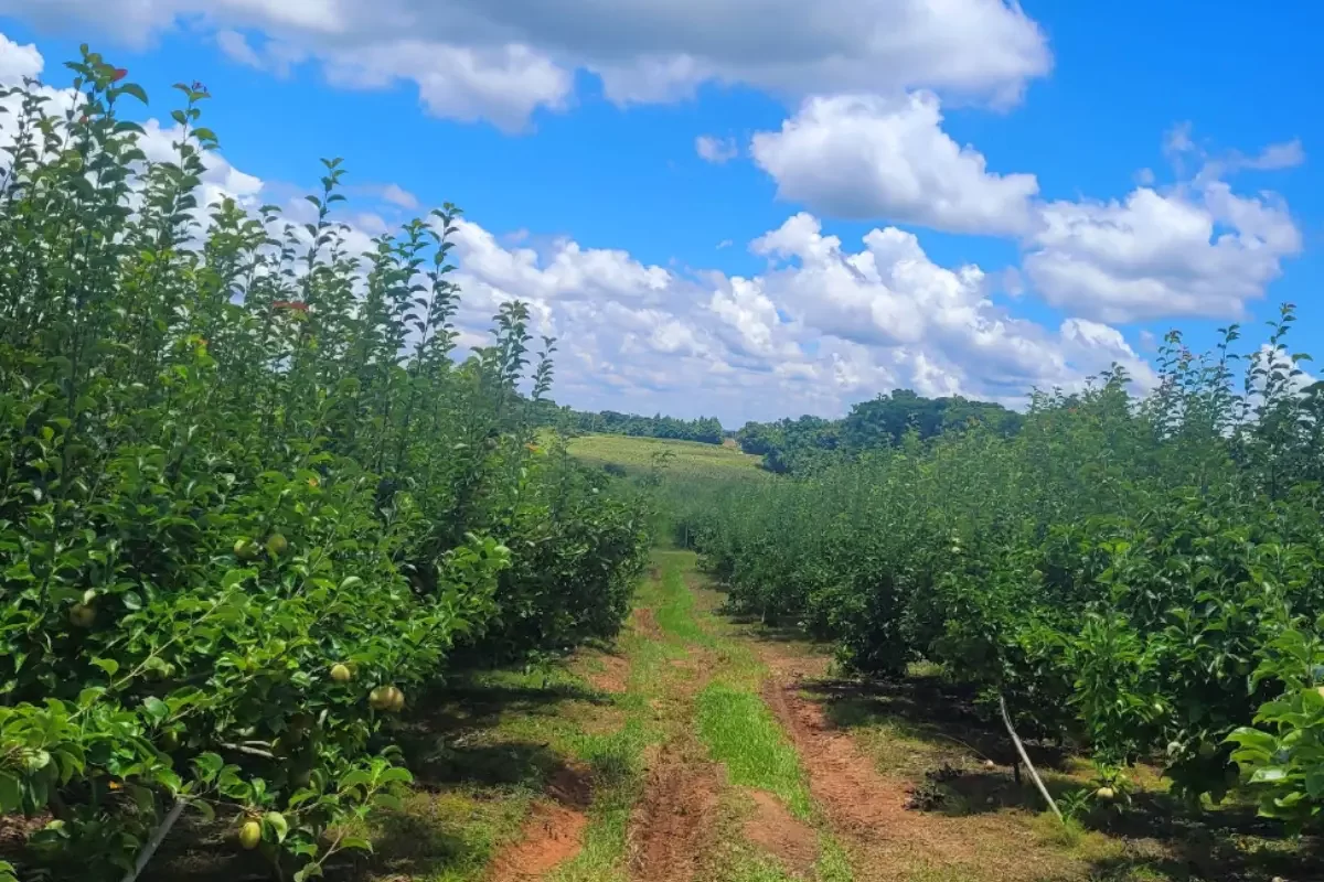 frutas-brongel-colha-e-pague